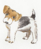 Hund