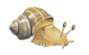 Schnecke
